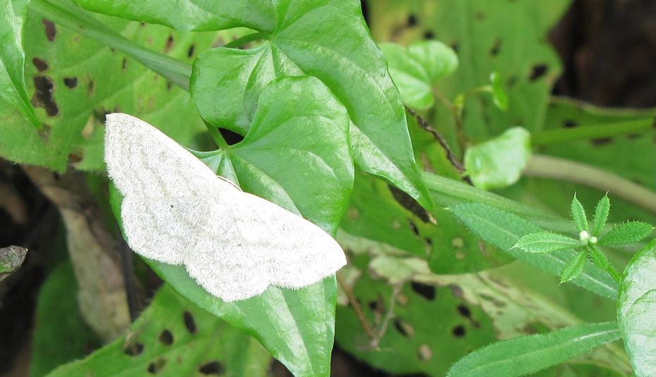 Geometridae da ID -Scopula (Scopula) nigropunctata